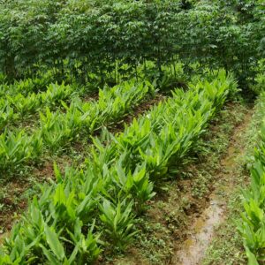 curcumin