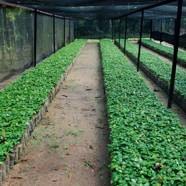 cinnomonn nursery (29)